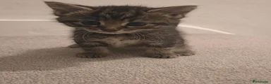 Bengal 3