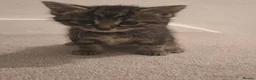 Bengal cats for sale: 3 beautiful bengal girls. - Advert 5