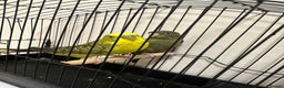 Budgerigars birds for sale: BFBW Budgie pair for sale! - Advert 4