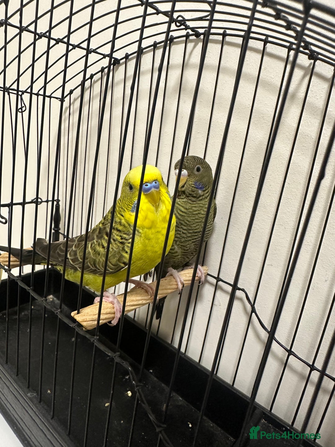 Budgerigars birds for sale: BFBW Budgie pair for sale! - Advert 4