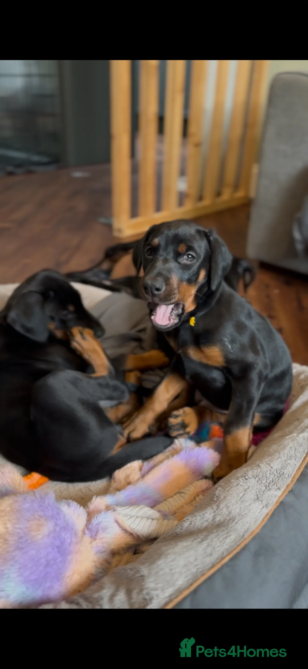 Dobermann dogs for sale: Health tested parents, Doberman puppies available. - Advert 13