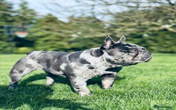 French Bulldog dogs for sale: Pure French bulldog female merle - Image 3