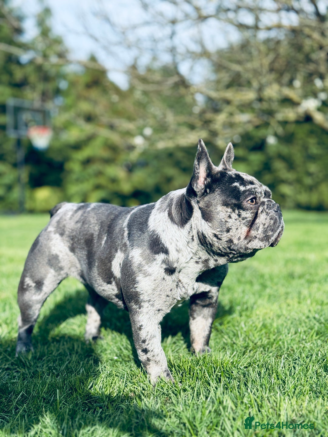 French Bulldog dogs for sale: Pure French bulldog female merle - Image 3