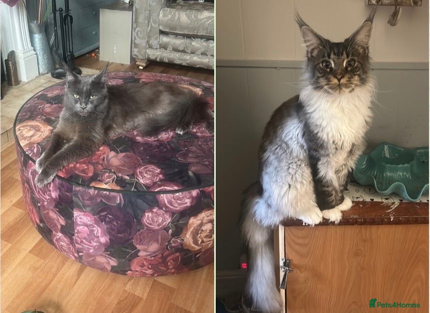 Maine Coon cats Mainecoon babies available to the best homes only - Advert 12