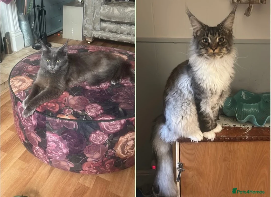 Maine Coon cats for sale: Mainecoon babies available to the best homes only in Wallasey - Advert 1