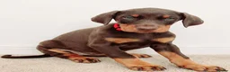Dobermann dogs for sale: RKC Dobermann Puppies  - Advert 4