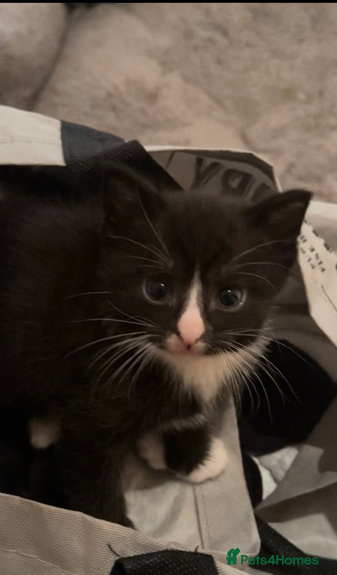 Domestic Shorthair cats for sale: 5 Tabby & Tuxedo kittens for sale - Image 37