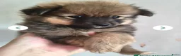 Pomeranian dogs for sale: Toy Pomeranians Puppies 🐻🐻🐻 - Advert 6
