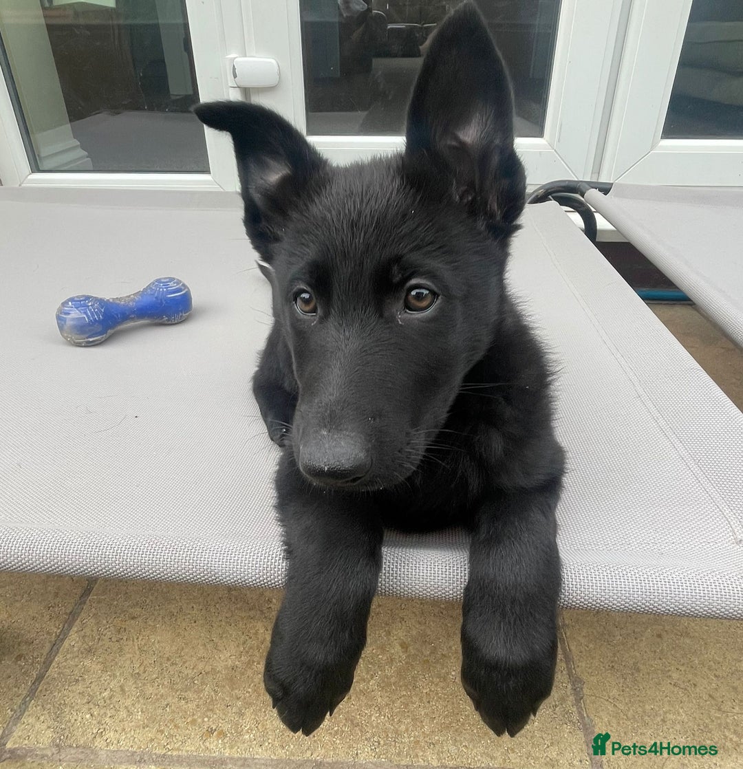 German Shepherd dogs for sale: German Shepherd Puppies-Trained Protection Parents - Image 5