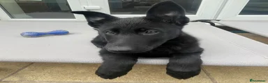 SOLD Kiara: German Shepherd Puppy 1