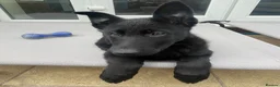 German Shepherd dogs for sale: Rocky - 1 Year Old Male German Shepherd - Advert 10