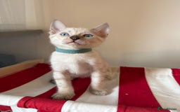 Bengal cats for sale: Pedigree Snow Bengal Kittens with TICA - Image 11