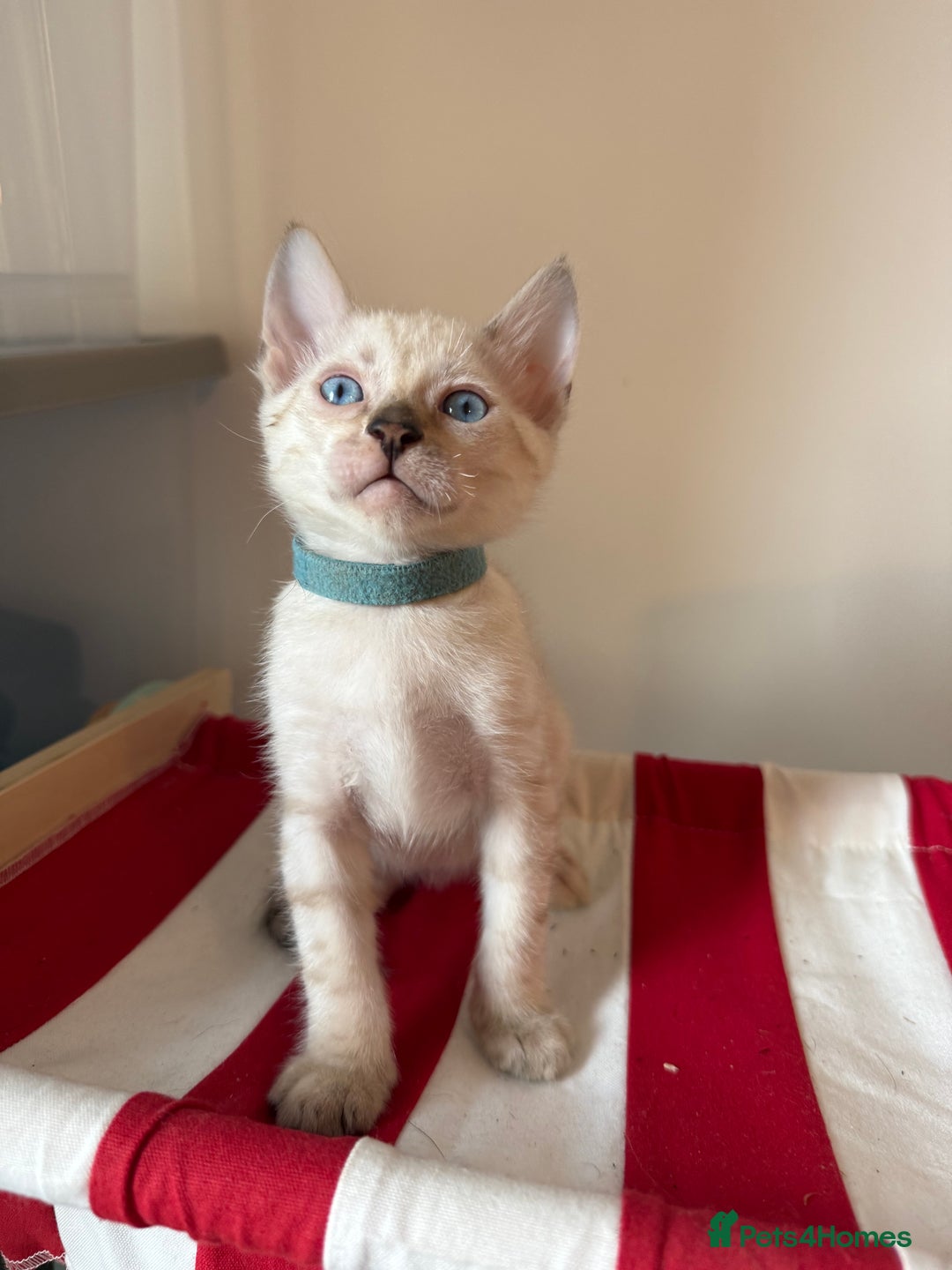 Bengal cats for sale: Pedigree Snow Bengal Kittens with TICA - Image 11