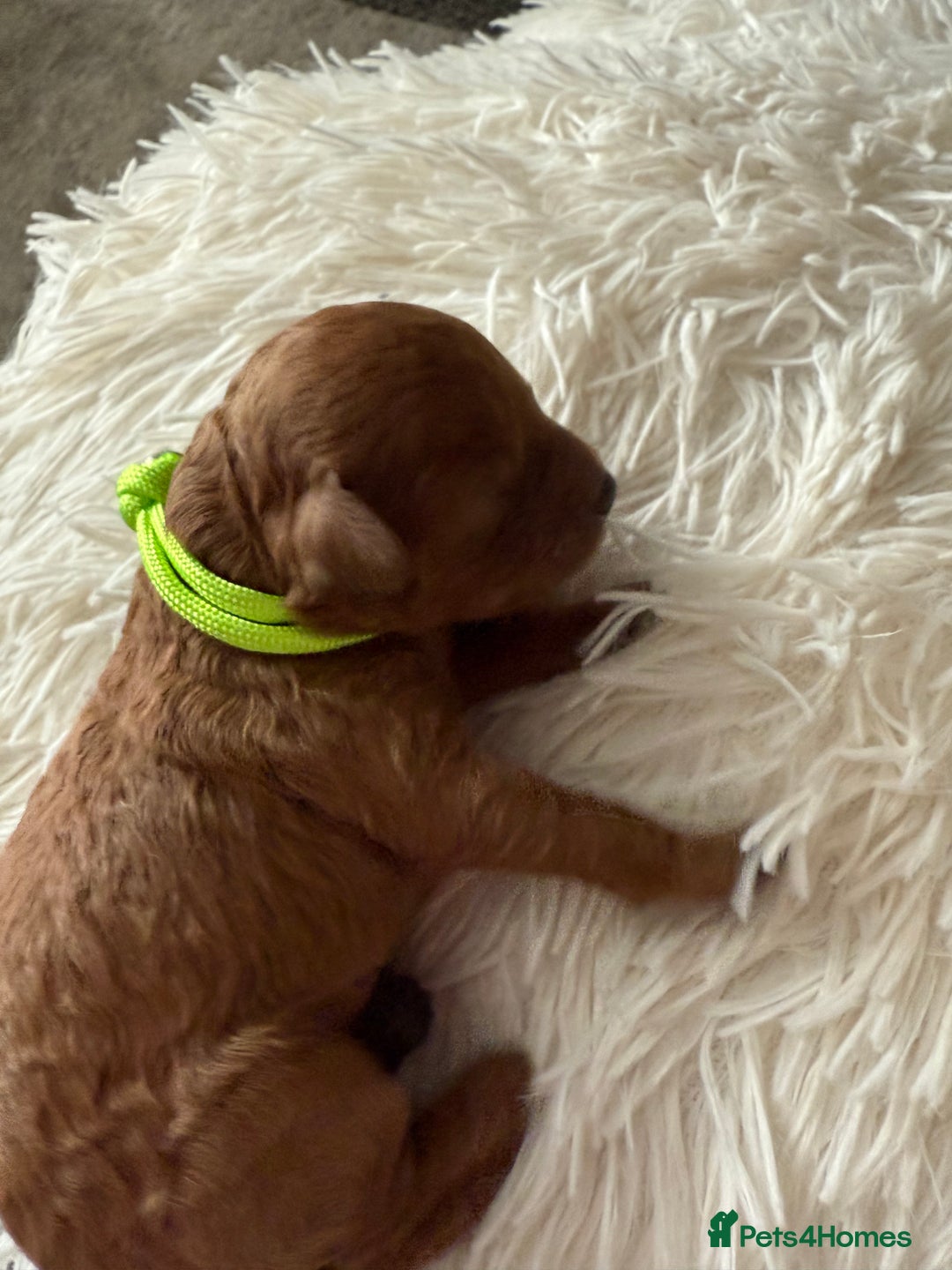 Mixed Breed dogs for sale: Cavapoochon Puppies ** 3 Girls 1 Boy remaining ** - Image 17