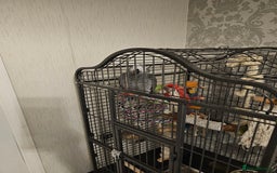 Parrots birds for sale: Male african grey parrot  - Image 1
