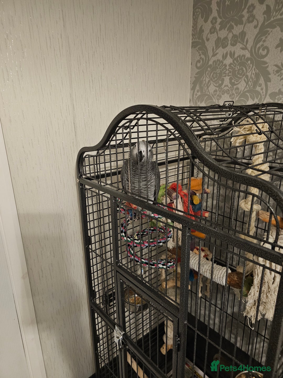 Parrots birds for sale: Male african grey parrot  - Image 1