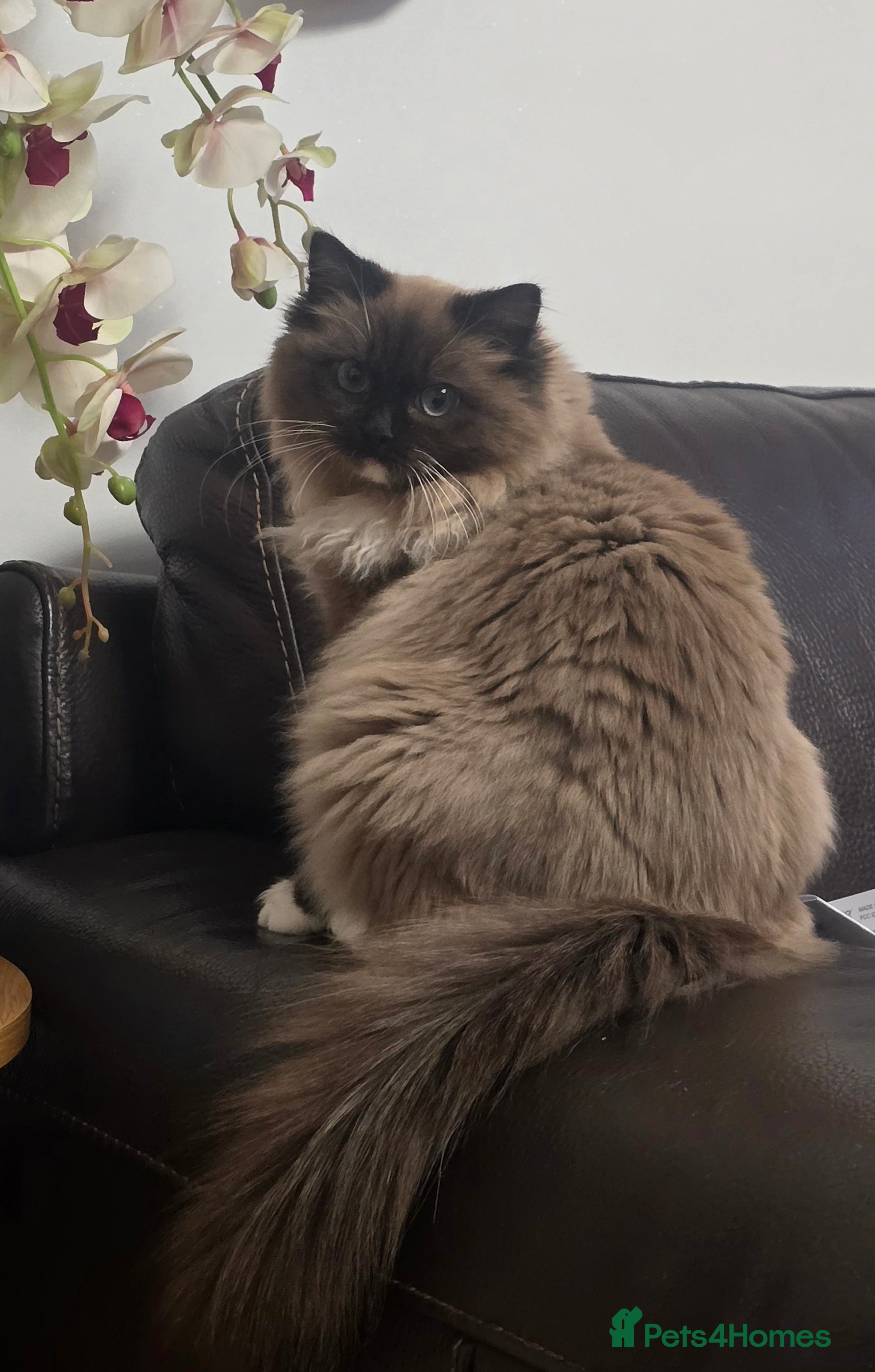 Ragdoll cats Registered Tica Pedigree Ragdoll Girl - Advert 5