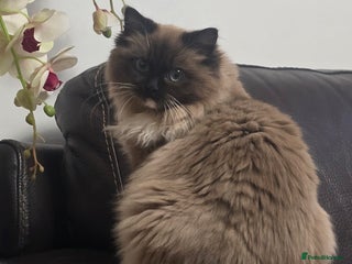 Ragdoll cats Registered Tica Pedigree Ragdoll Girl - Advert 2