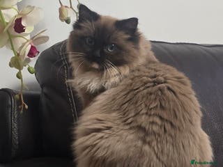 Ragdoll cats Registered Tica Pedigree Ragdoll Girl - Advert 9