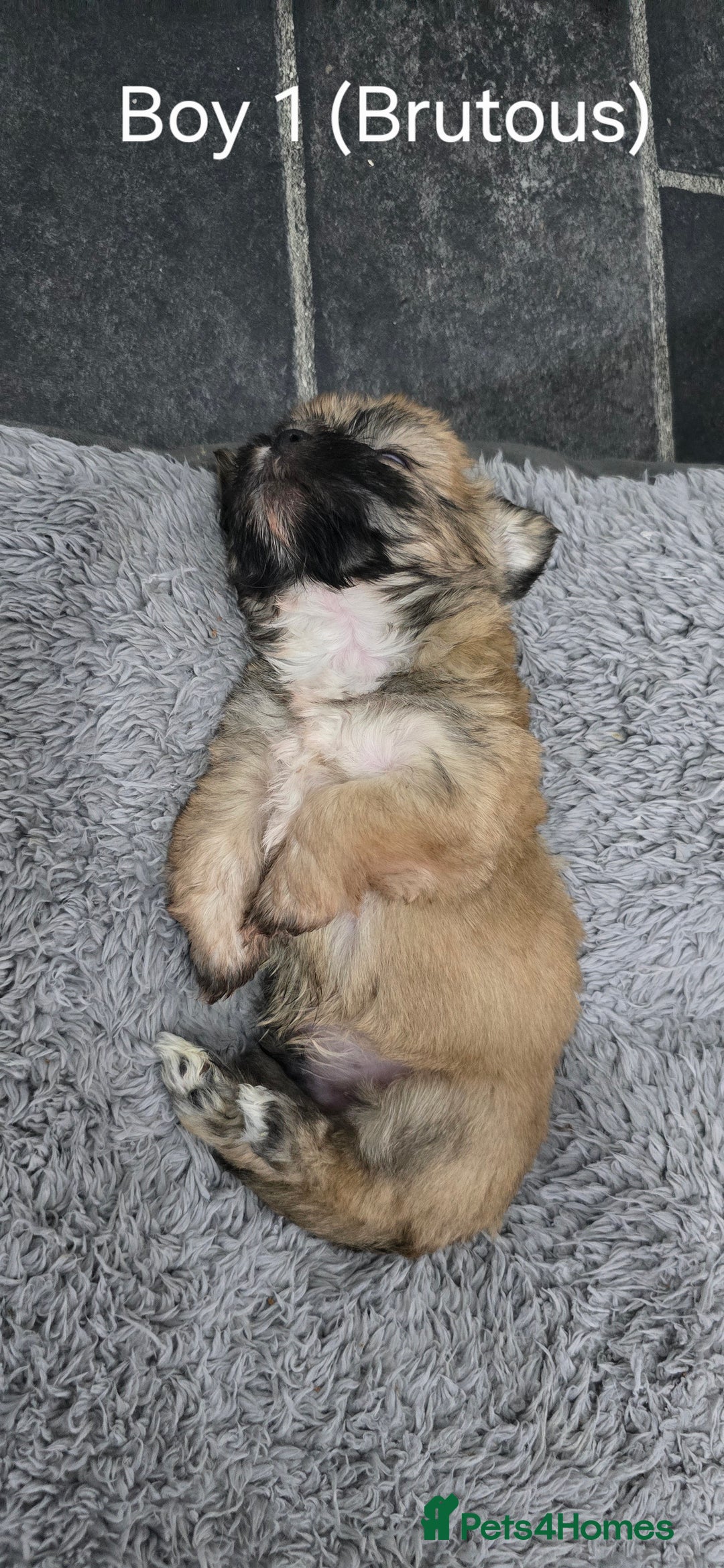 Malshi dogs for sale: Shih Tzu x Malshi Pups - Advert 18