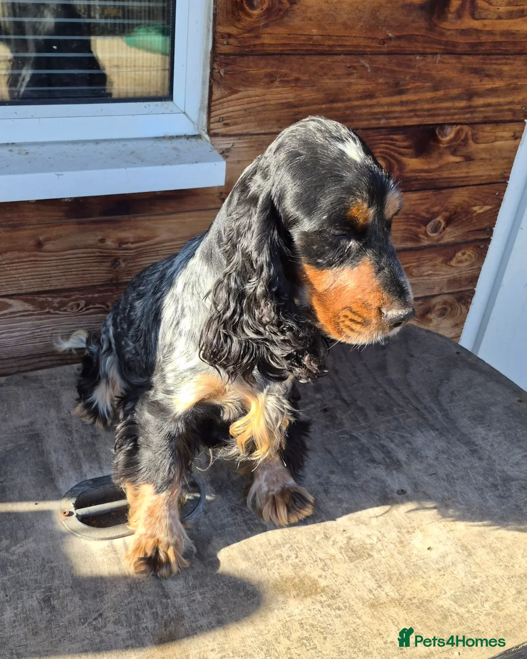 Cocker Spaniel dogs for sale: Show type cocker spaniel  - Advert 6