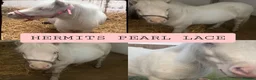 Shetland pony horses for sale: Shetland filly  in Wallingford - Advert 1