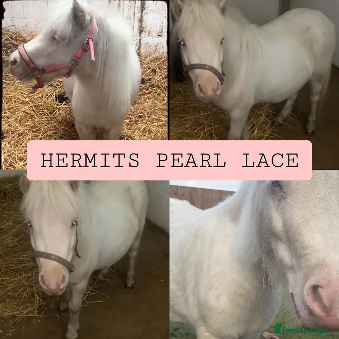 Shetland pony horses for sale: Shetland filly  in Wallingford - Advert 1