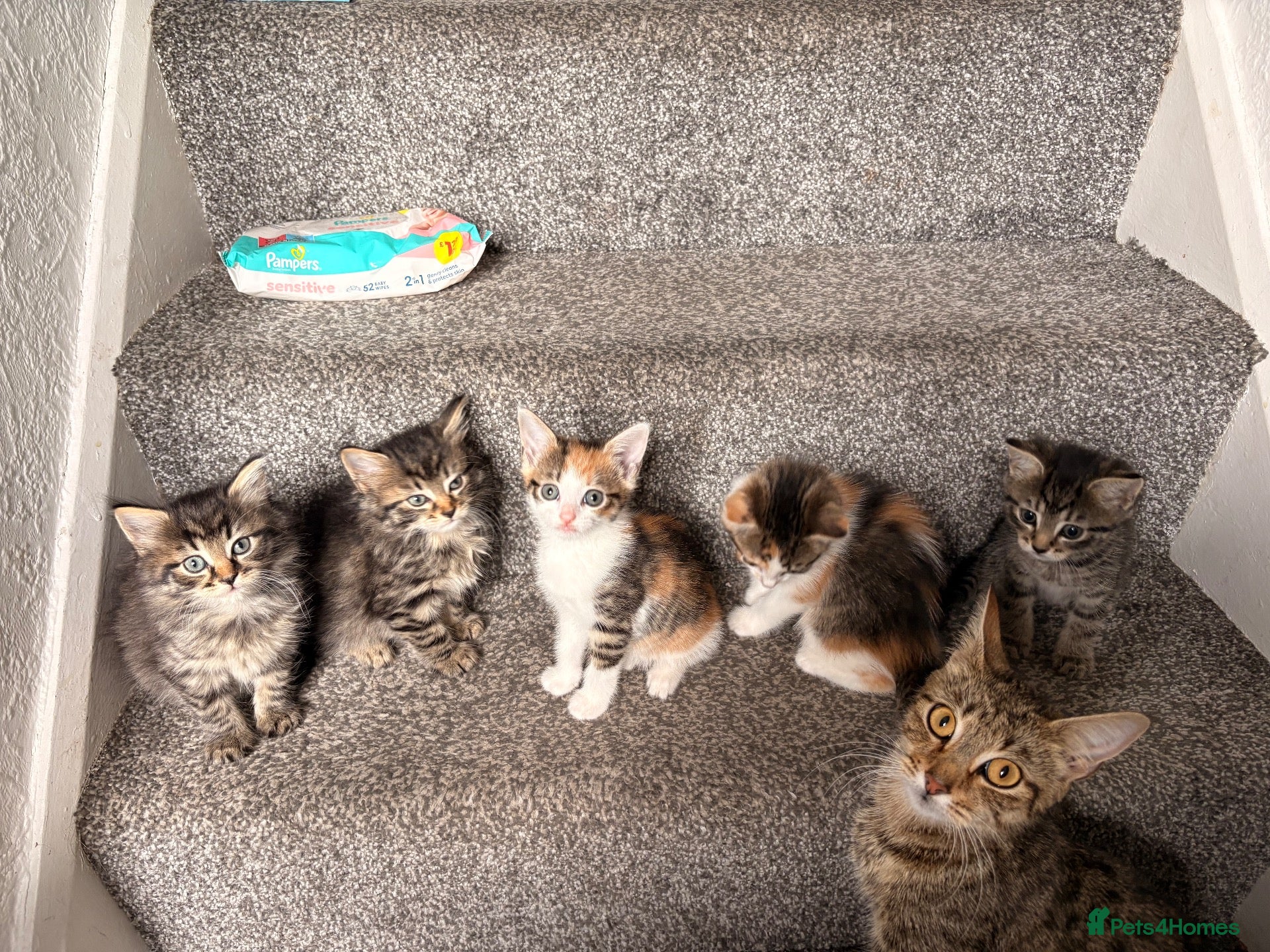 Mixed Breed cats Beautiful baby girl kittens - Advert 6