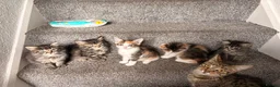 Mixed Breed cats for sale: Beautiful baby girl kittens in Telford - Advert 1