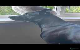 Mixed Breed dogs for sale: Mixed breed pups available  - Image 7