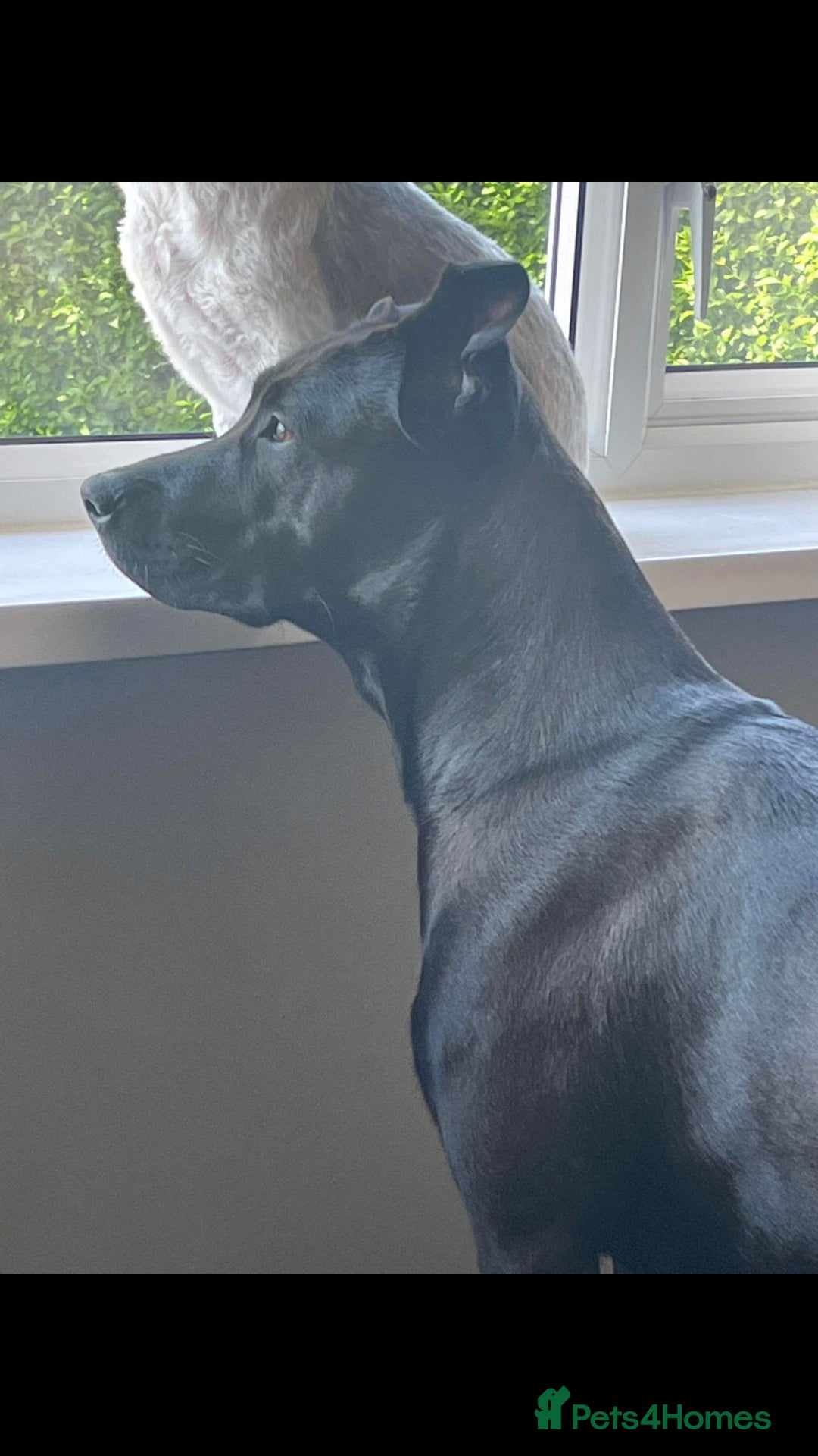 Mixed Breed dogs for sale: Mixed breed pups available  - Image 7
