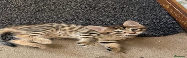 Kitten