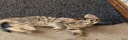 Mixed Breed cats for sale: Savannah cross kittens - Advert 4