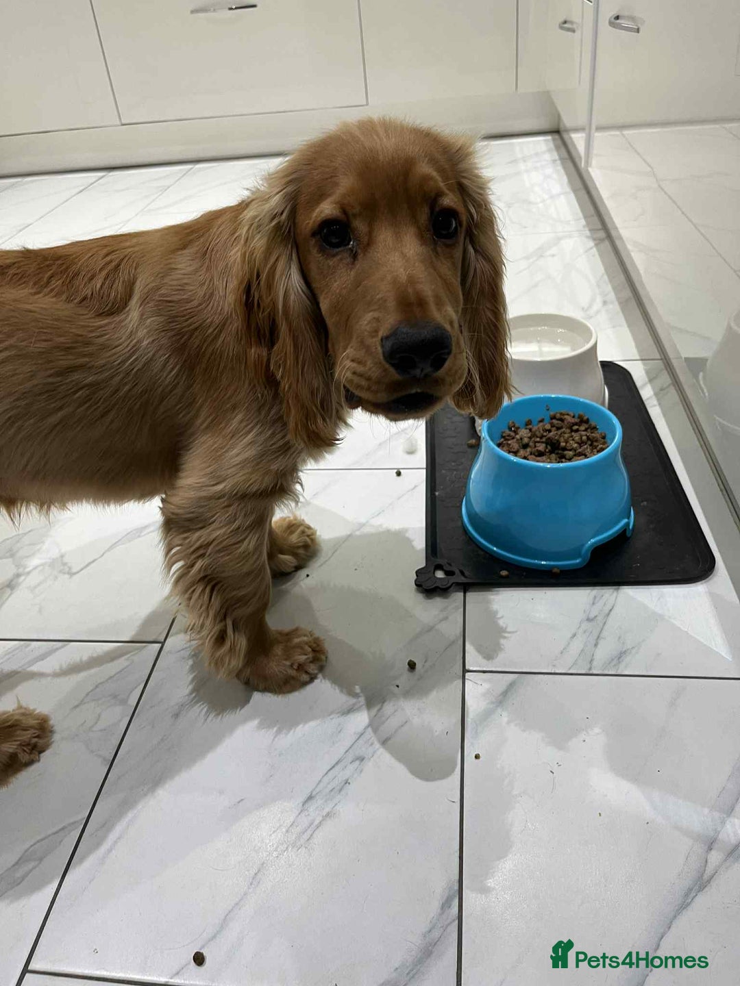 Cocker Spaniel dogs for sale: Show Cocker Spaniel Puppy  - Advert 2