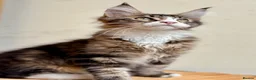 Maine Coon cats for sale: Beautiful Maine Coon kittens - Advert 13