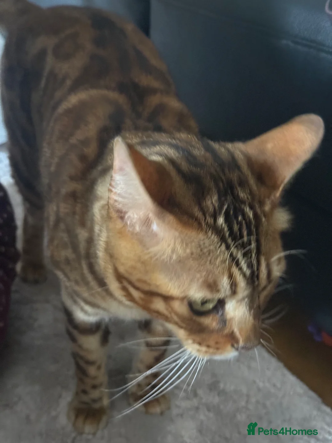 Bengal cats for sale: Bengal Cat For Sale - Advert 2