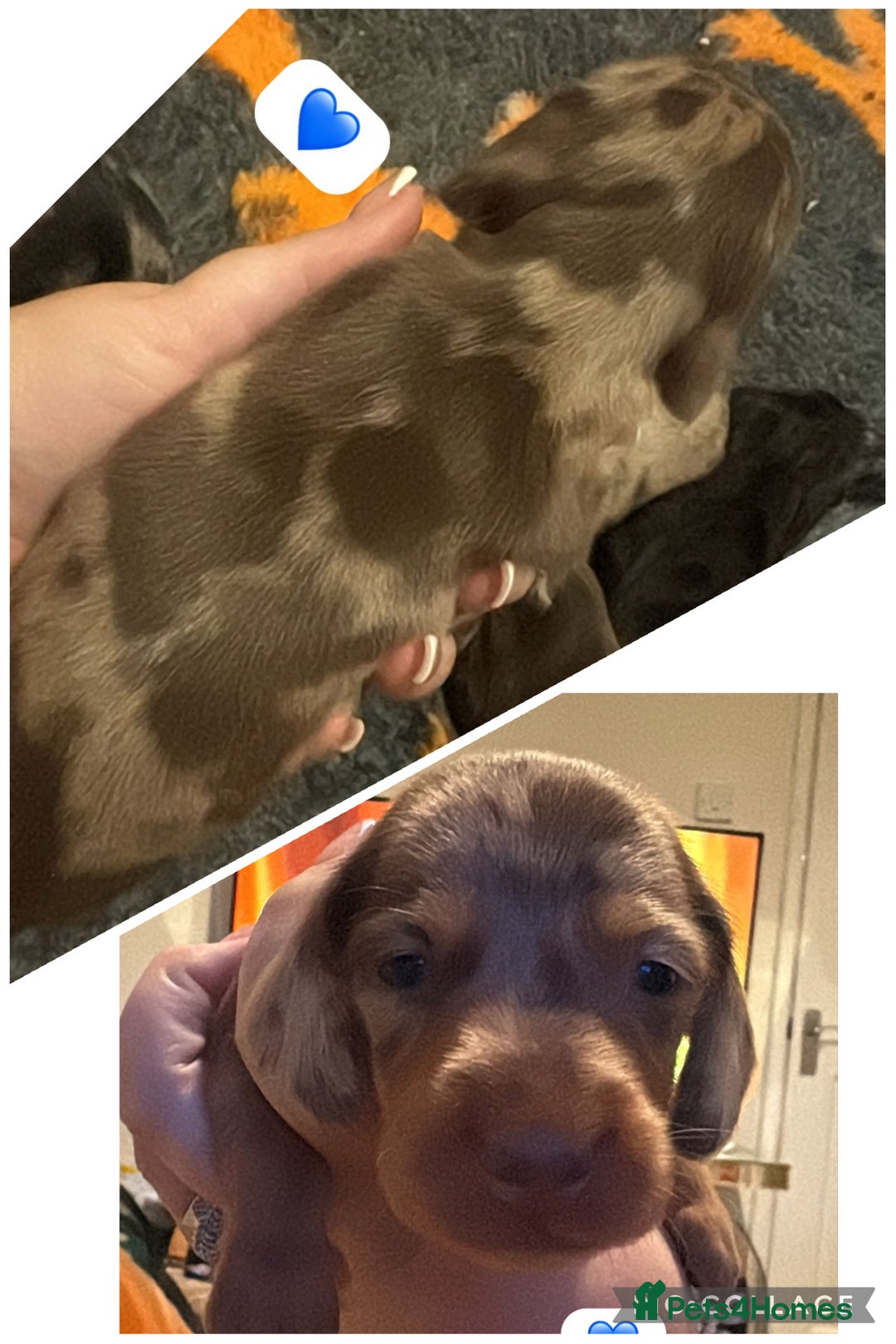Dachshund dogs for sale: Miniature dachshund puppy’s for sale  - Image 9