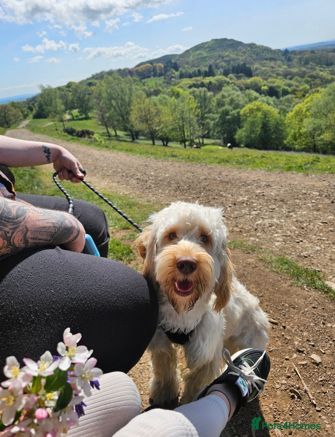 Cockapoo dogs for sale: 1 year old Cockapoo (Happy) - Image 1