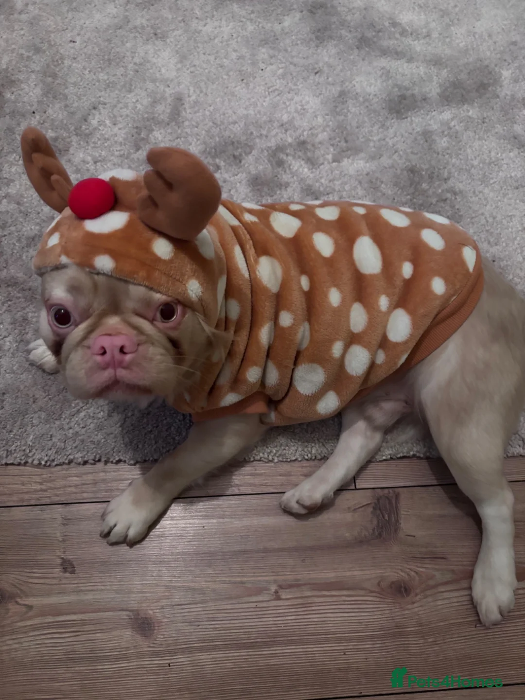 French Bulldog dogs for sale: Fluffy Frenchie seeking forever home  - Advert 9