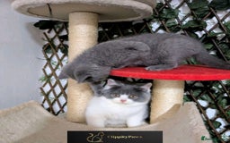 British Shorthair cats for sale: READY NOW GCCF chunky British Shorthair kittens  - Image 19