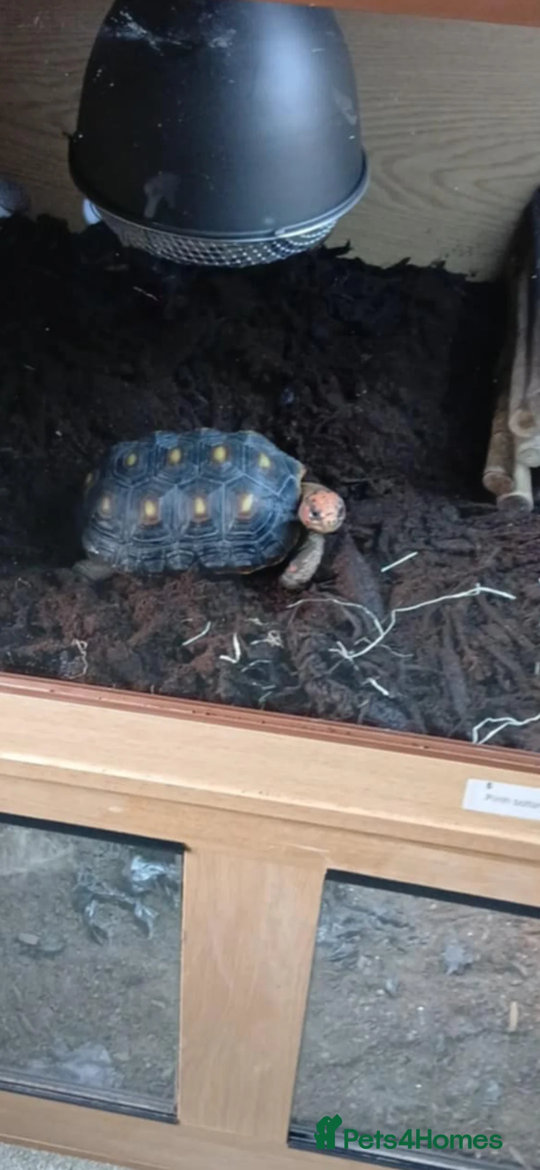 Tortoise reptiles for sale: Red footed tortoise  - Advert 3