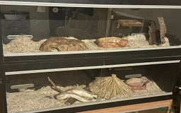 Python Snake reptiles for sale: 🐍 Ball Pythons for Sale – Collection Nottingham  - Image 19