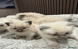 Ragdoll cats for sale: Stunning Ragdoll Kittens Ready soon - Image 2