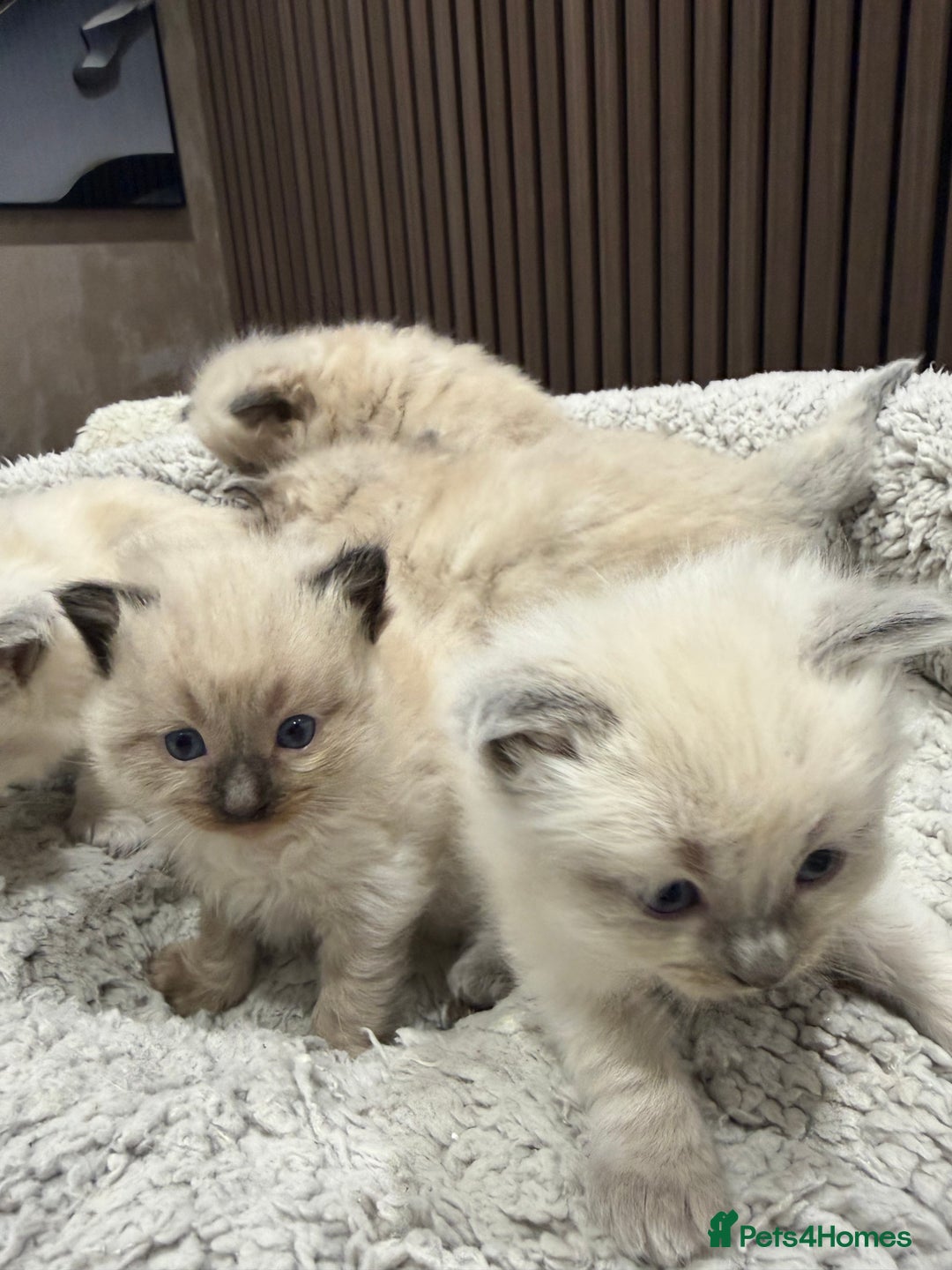 Ragdoll cats for sale: Stunning Ragdoll Kittens Ready soon - Image 2