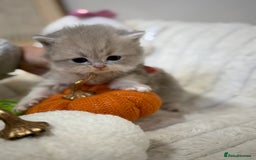 British Shorthair cats for sale: Affectionate lap cats health tested parents  - Image 20