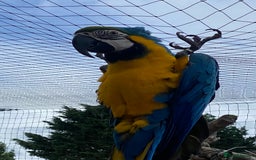 Macaws birds for sale: Buddy the macaw  - Image 3