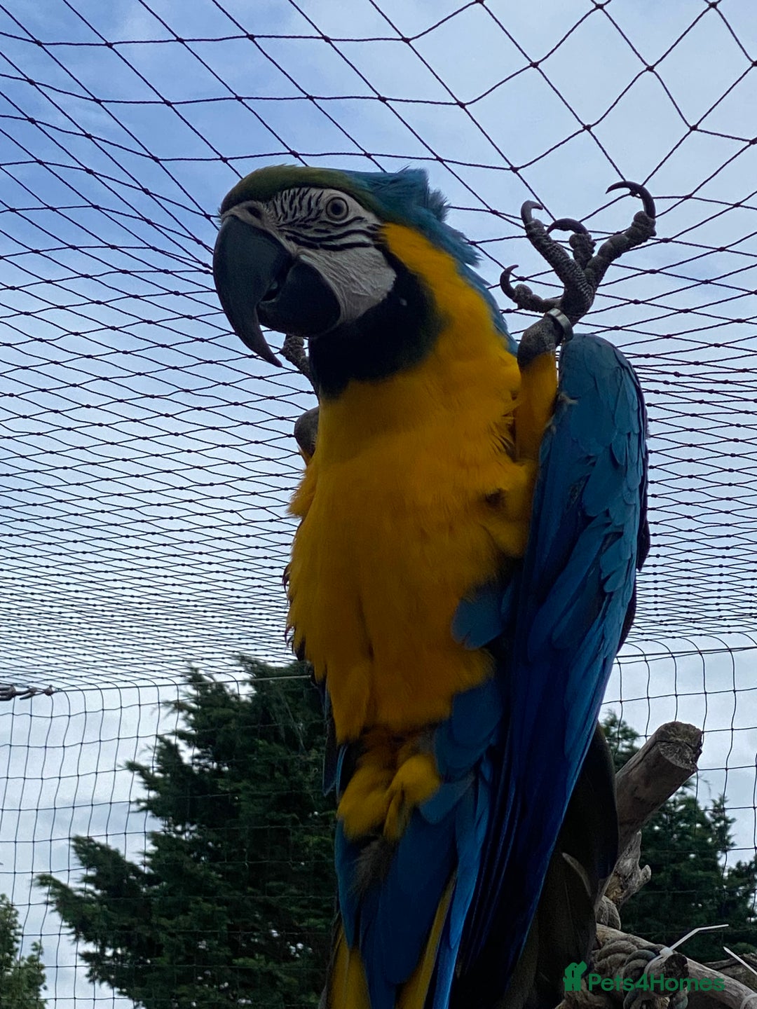 Macaws birds for sale: Buddy the macaw  - Image 3