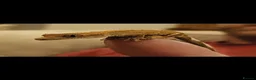 Gecko reptiles for sale: Crested gecko with full bio set up - Advert 1