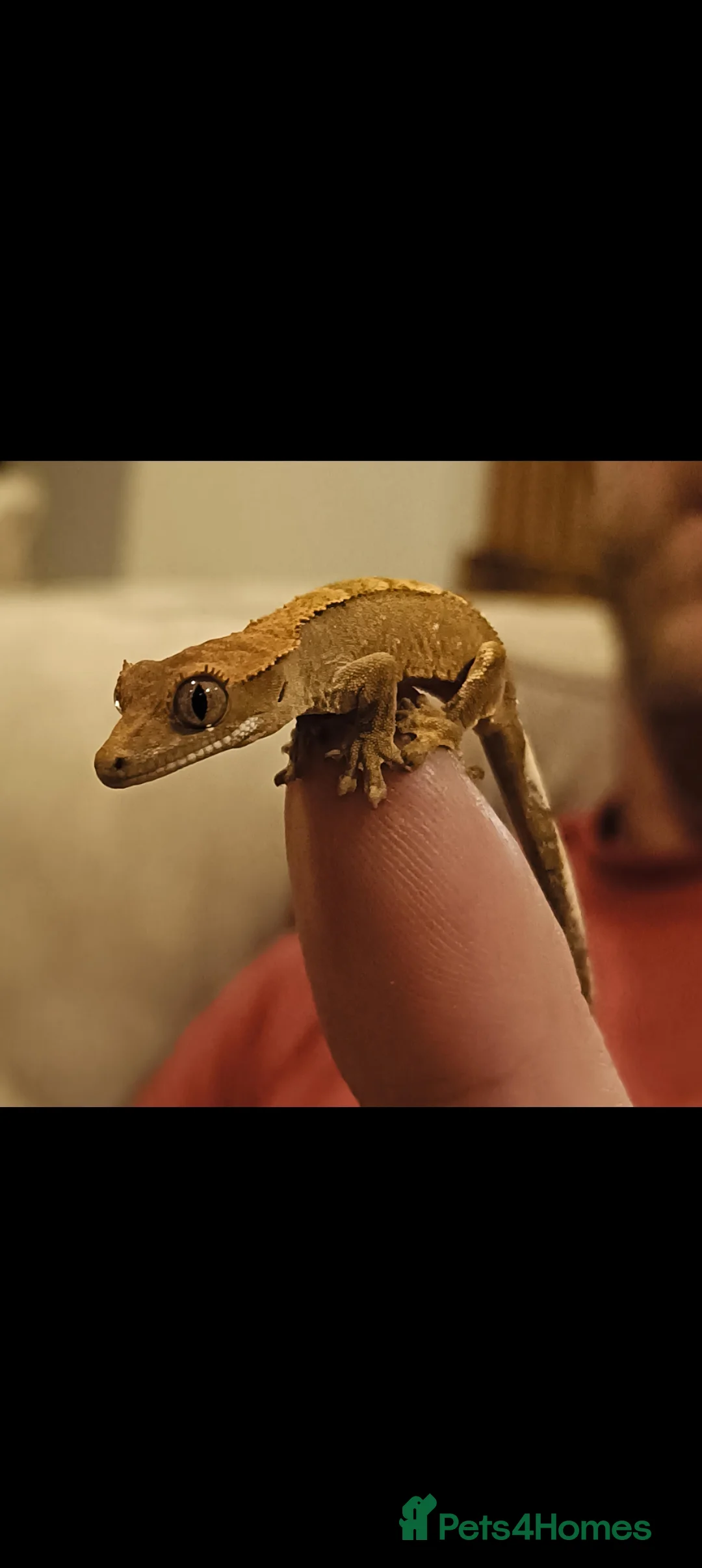 Gecko reptiles for sale: Crested gecko with full bio set up - Advert 1