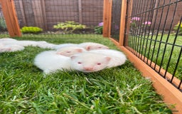 Ferret rodents for sale: Albino kits for sale  - Image 6